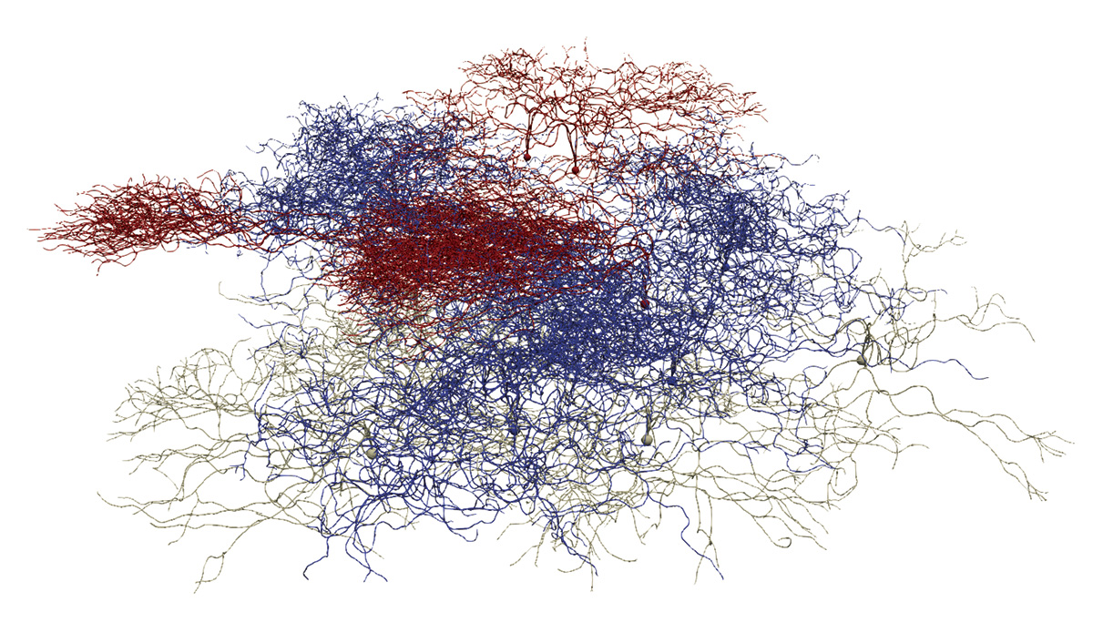 Computational neuroscience 